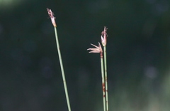 Eleocharis torticulmis