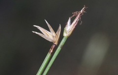 Eleocharis torticulmis