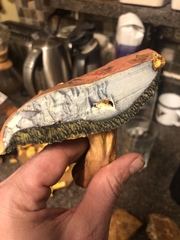 Boletus miniato-olivaceus