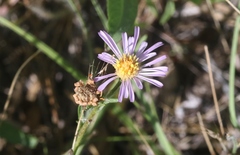 Symphyotrichum spathulatum