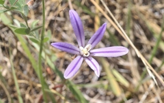 Brodiaea minor