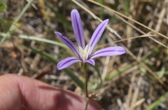 Brodiaea minor