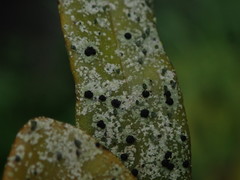 Calopadia subcoerulescens