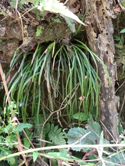 Haplopteris flexuosa