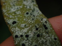 Calopadia subcoerulescens