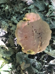 Boletus miniato-olivaceus