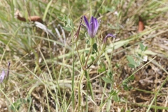 Brodiaea minor