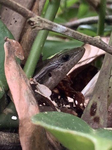 Cope's Galliwasp, Comptus stenurus