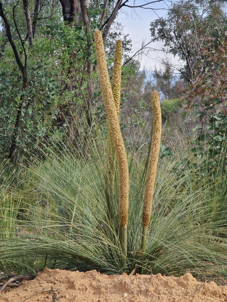 Xanthorrhoea acaulis (A.T.Lee) D.J.Bedford