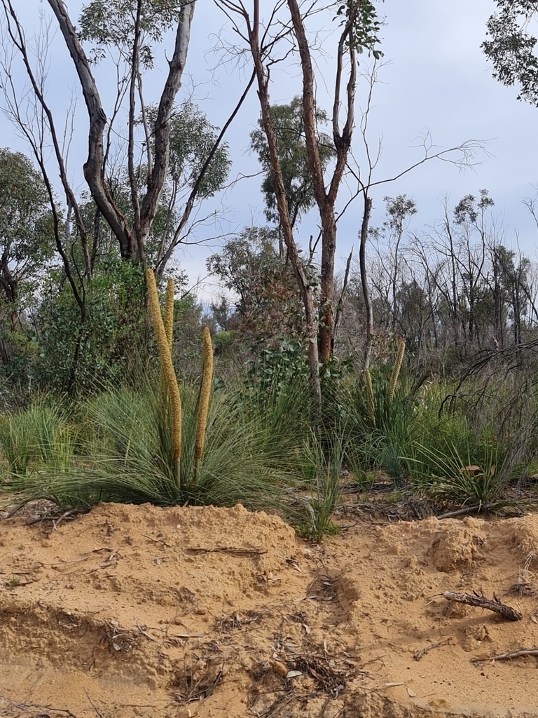 Xanthorrhoea acaulis (A.T.Lee) D.J.Bedford 2