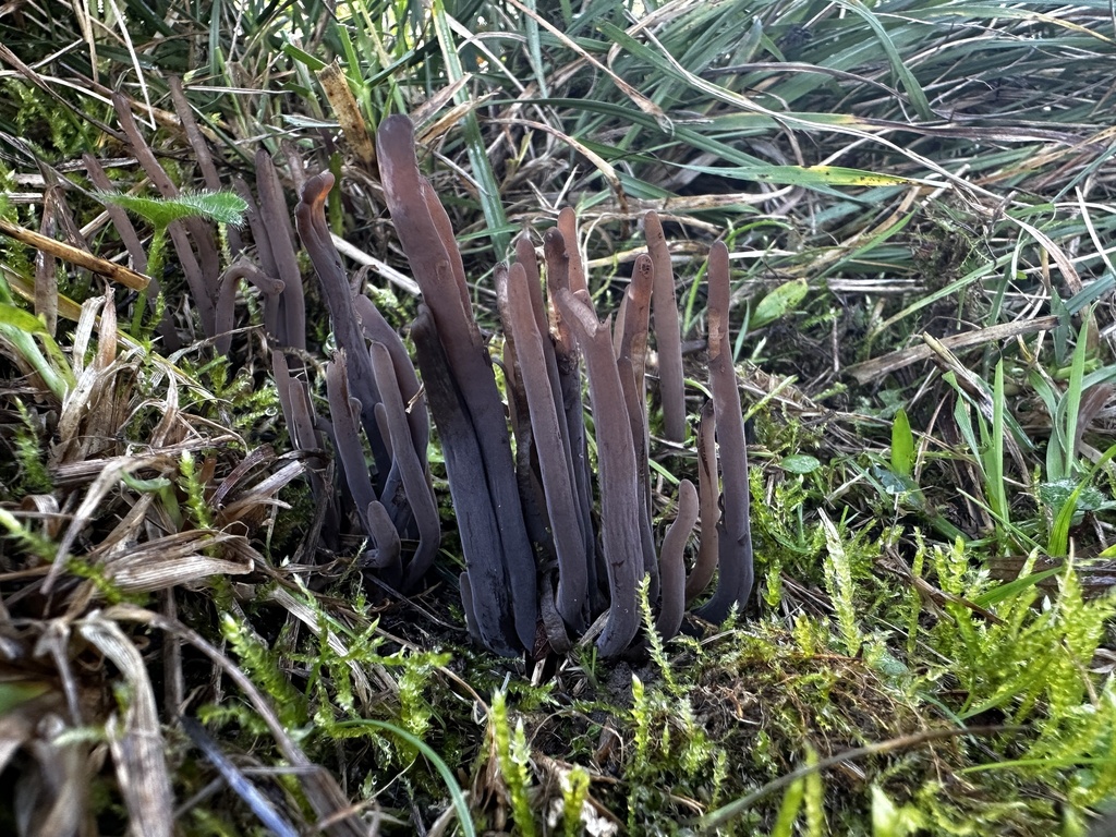Clavaria pullei