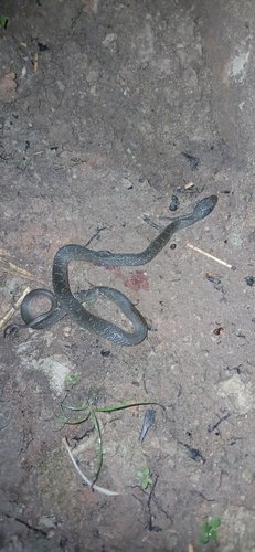 Red-lipped Snake