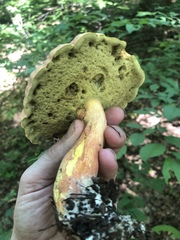 Boletus miniato-olivaceus