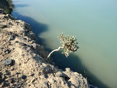 Nanophyton erinaceum