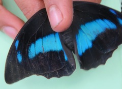 Archaeoprepona demophoon gulina