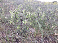 Onosma visianii