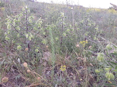 Onosma visianii, photograph Viktor Strenada, CC BY, iNaturalist via GBIF