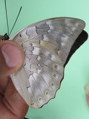 Archaeoprepona demophoon gulina