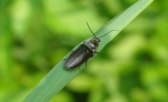 Hemicrepidius hemipodus