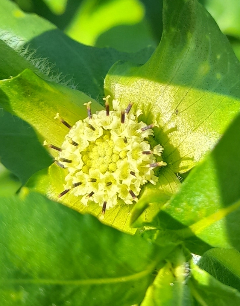 Enydra fluctuans (Enydra fluctuans)
