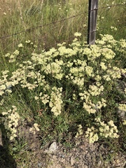 Eriogonum heracleoides