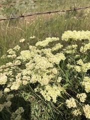 Eriogonum heracleoides