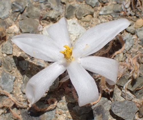 Image of Gethyllis villosa by (c) Nicola van Berkel, some rights reserved (CC BY-SA)