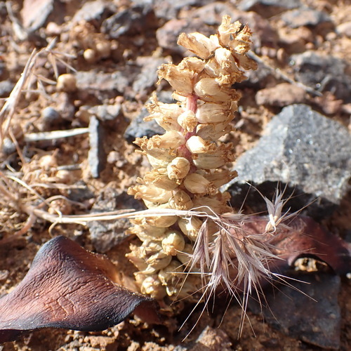 Image of Lachenalia congesta by (c) Nicola van Berkel, some rights reserved (CC BY-SA)