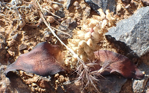 Image of Lachenalia congesta by (c) Nicola van Berkel, some rights reserved (CC BY-SA)