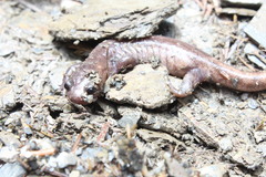Hynobius sonani