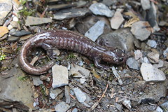Hynobius sonani