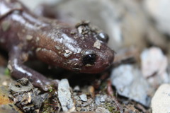 Hynobius sonani