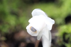 Monotropastrum humile