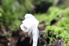 Monotropastrum humile