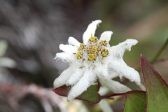 Leontopodium microphyllum