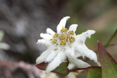 Leontopodium microphyllum