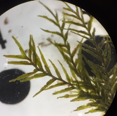 Fissidens fontanus