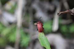 Sangariola punctatostriata