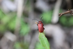 Sangariola punctatostriata