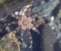 Halcampa decemtentaculata