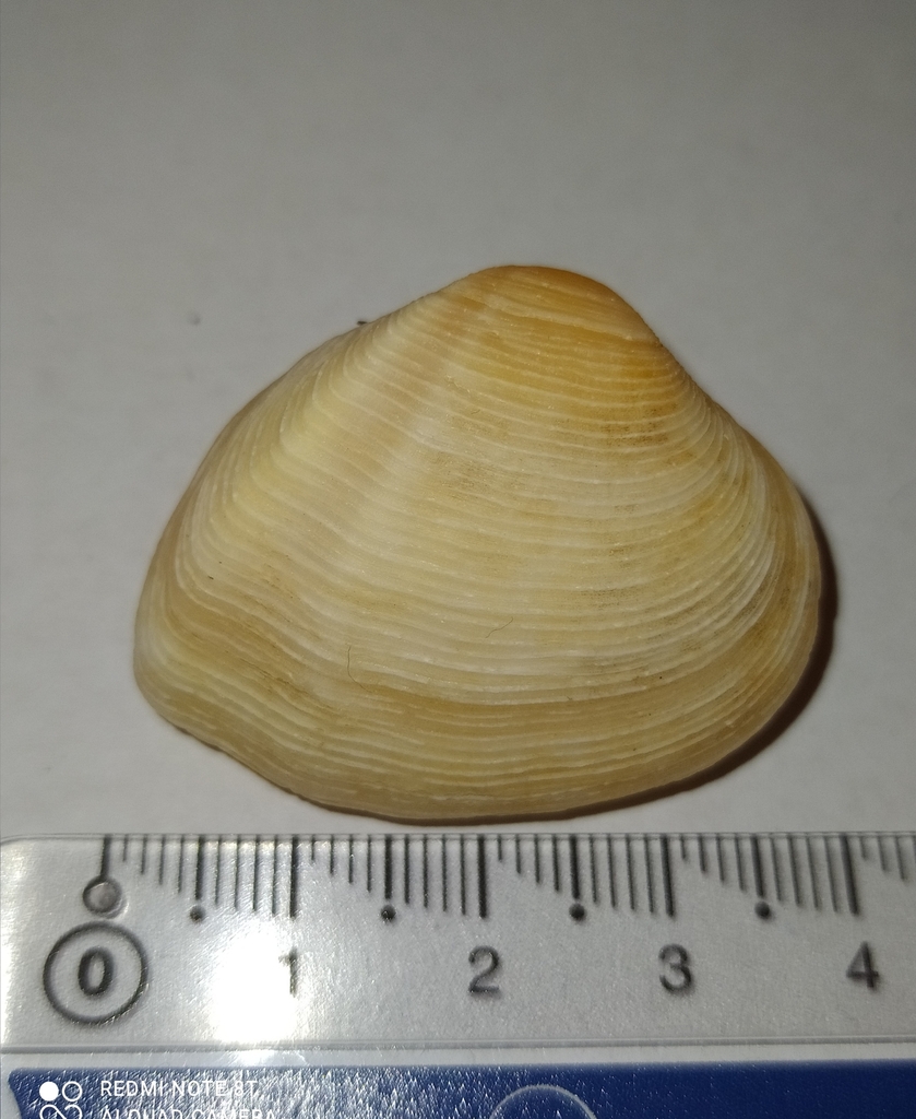 Gastrana matadoa