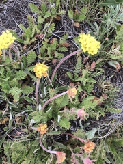 Fagopyrum esculentum