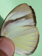 Itaballia demophile centralis