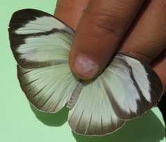 Itaballia demophile centralis