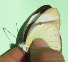 Itaballia demophile centralis
