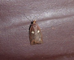 Planotortrix notophaea