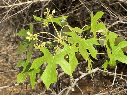 Givotia madagascariensis
