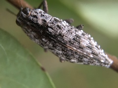 Dicercini