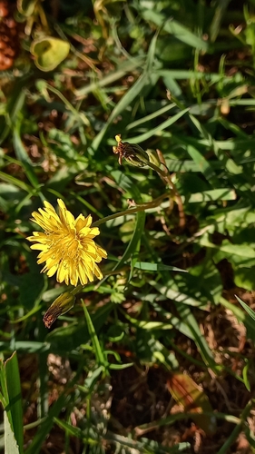 Image of Crepis bursifolia by (c) frangp, some rights reserved (CC BY)