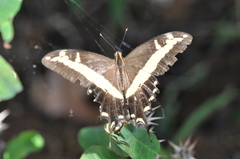 Heraclides andraemon